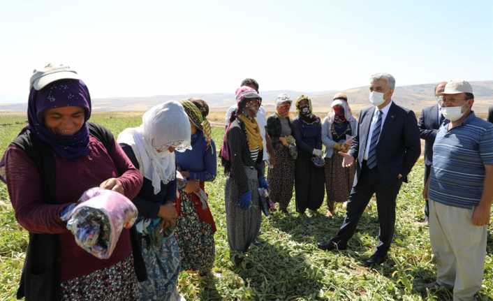 Erzincan Valisi Mehmet Makas, Erzincan’ın Tercan ve Çayırlı ilçelerinde tarlada