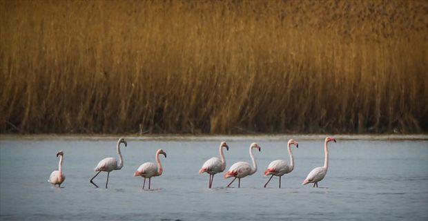 Her yıl kış mevsiminde konaklamak için Sibirya'dan Van Gölü havzasındaki