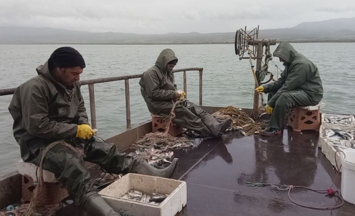 Van Gölü’nde yaşayabilen tek balık türü olan inci kefali için
