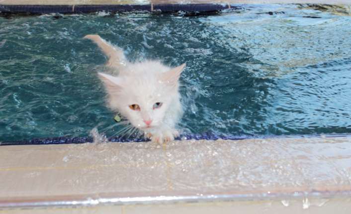 Van Yüzüncü Yıl Üniversitesi (YYÜ) bünyesinde faaliyet yürüten Van Kedi