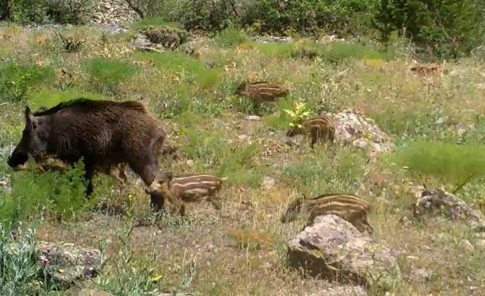 Orman ve Su İşleri Bakanlığı Erzincan Şube Müdürlüğü’nün yaban hayvanlarının