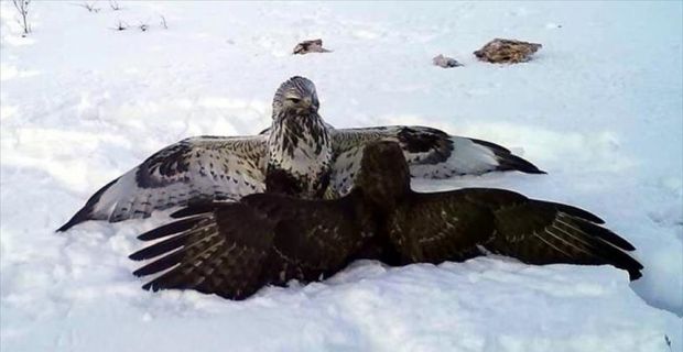Ardahan'da soğuk hava ve kar yağışı nedeniyle yiyecek bulmakta güçlük