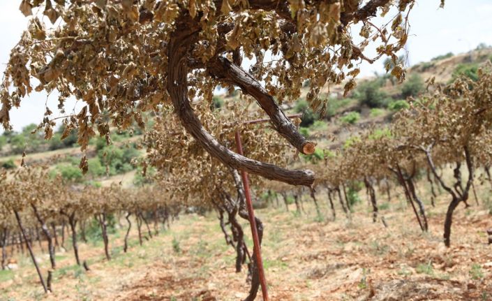 Filistinlilere karşı şiddete başvuran Yahudi yerleşimciler, El Halil’deki Filistinlilere ait