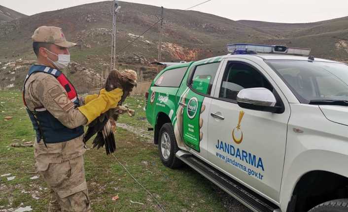 Erzincan'da jandarmanın yaralı bulduğu kaya kartalı, tedavi edildikten sonra doğaya