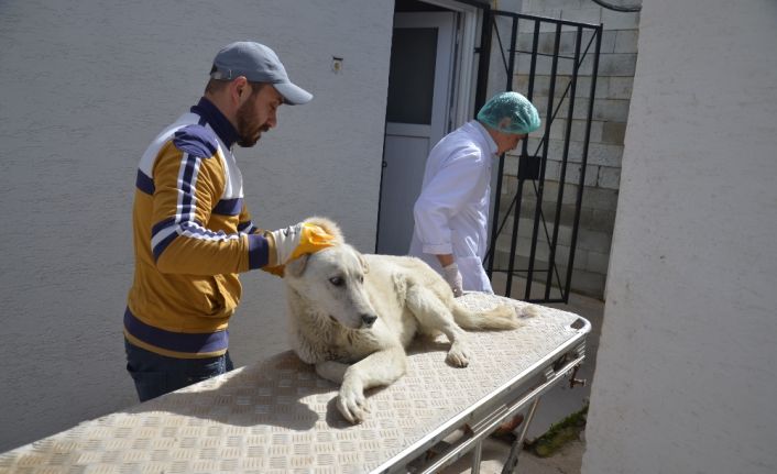 Bilecik şehir merkezine 30 kilometre mesafede yaralı bir köpek olduğu