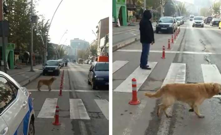 Tokat’ta yaya geçidini kullanarak yolun karşısına geçen sokak köpeğinin o