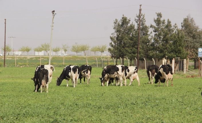 Şanlıurfa’nın pilot il seçildiği kışlık yem uygulamasıyla Türkiye’nin hayvansal yem