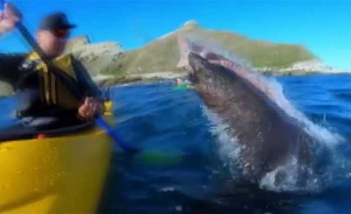 Yeni Zelanda’nın Kaikuro kasabası açıklarında bir fok, kano kullanan adamın