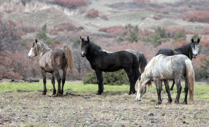 Kütahya’nın Tavşanlı ilçesi dağlarında yabani at olarak bilinen ve genellikle