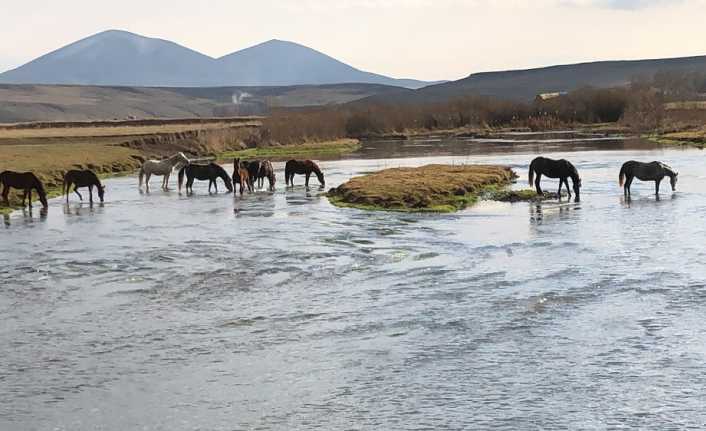 Kars’ta yılkı atları doğal