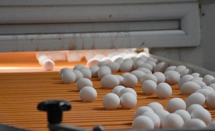 Tükiye'nin önemli yumurta üretim merkezlerinden Afyonkarahisar'da üreticiler, her türlü zorluğa