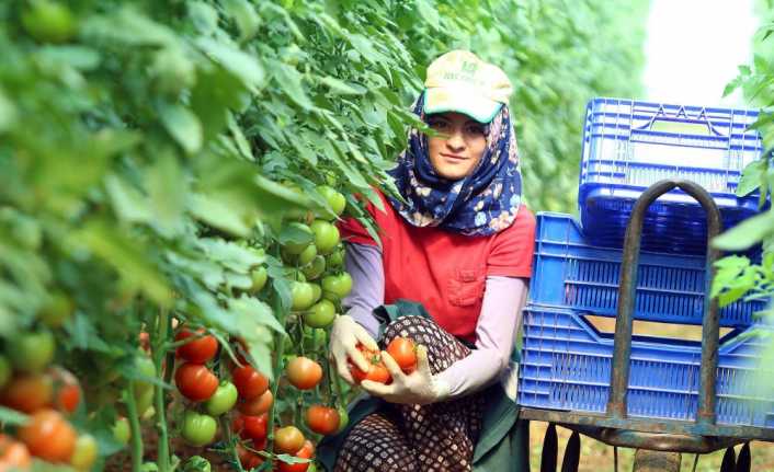 Eylül ayında yüzde 35,20’lik fiyat artışıyla zam şampiyonu olan domatesin