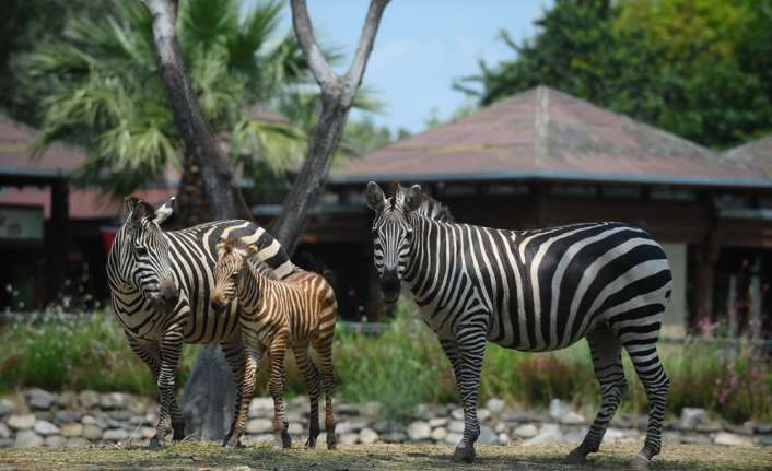Bursa Hayvanat Bahçesi’nin zebra ailesine bir yavru daha eklendi. Bir