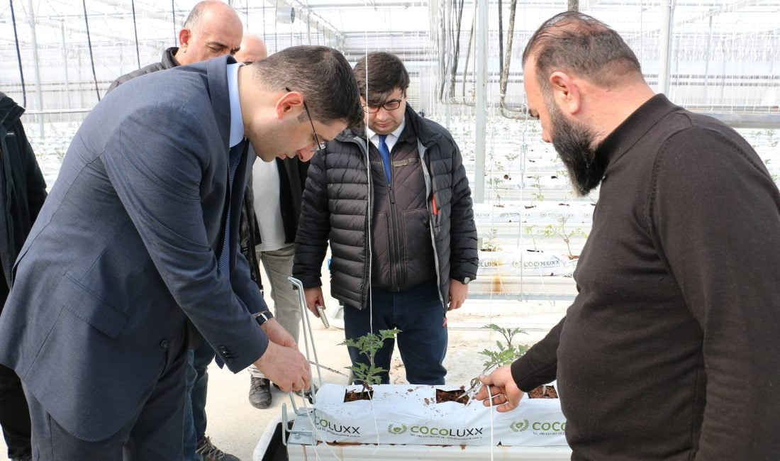 Jeotermal Isıtmalı Topraksız Serada İlk Fideler Dikildi Akyazı bölgesinde özel bir firma tarafından toplam 120 dönümlük alanda