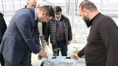 Akyazı bölgesinde özel bir firma tarafından toplam 120 dönümlük alanda