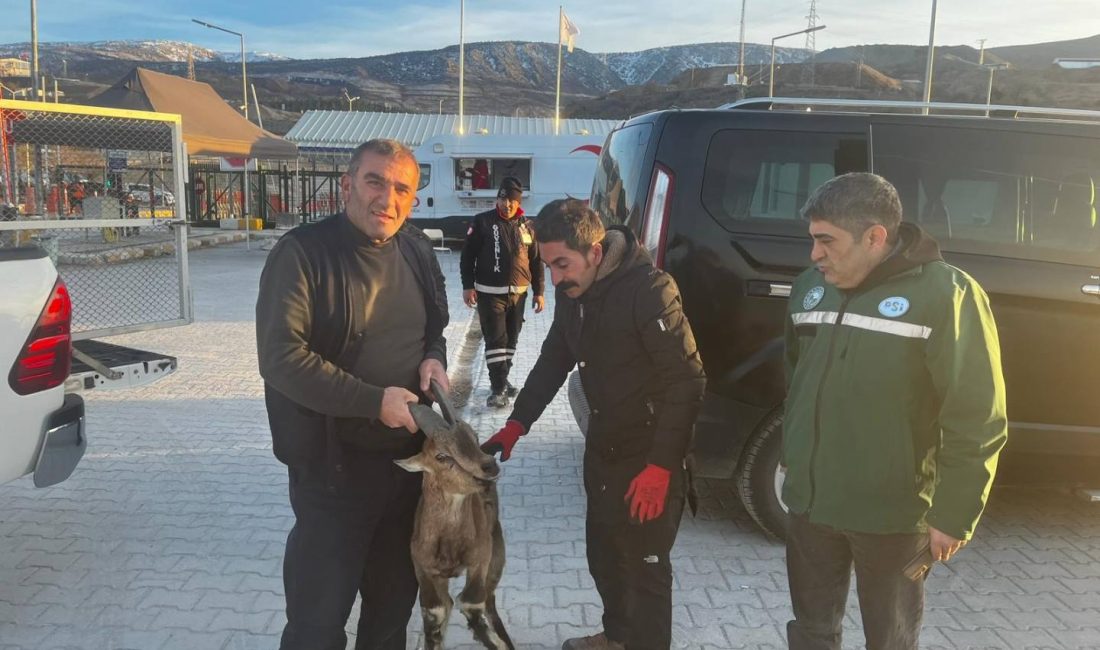 Erzurum DSİ 8. Bölge Müdürlüğü ekipleri, yaralı haldeki Yaban Keçisine