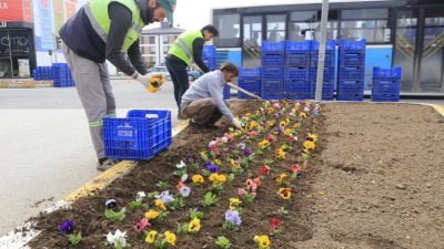 Baharın gelmesi ile birlikte, çiçekler toprakla buluşuyor.