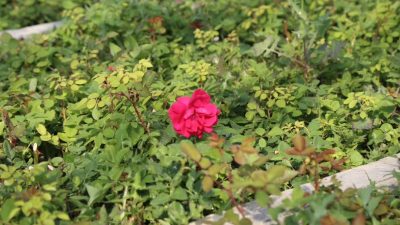 Erzincan Belediyesi yaptığı yeşillendirme ve park alanı çalışmaları ile örnek