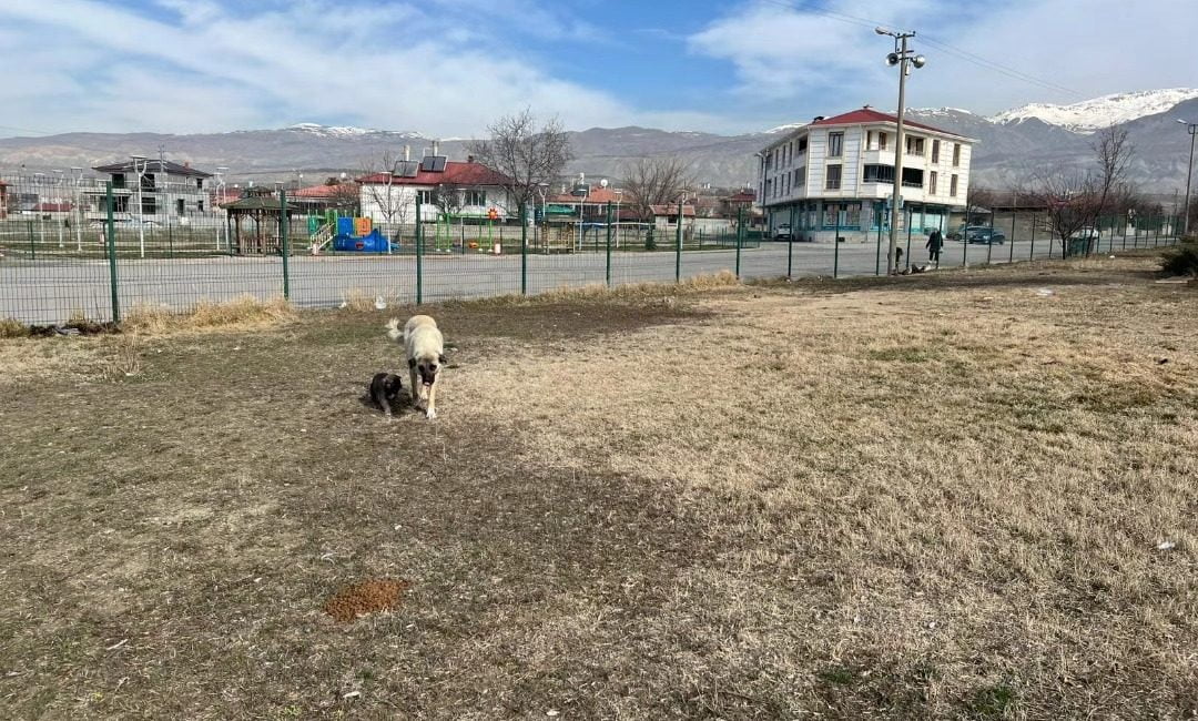  Sokak Hayvanları için besleme çalışmalarına düzenli olarak devam ediliyor.