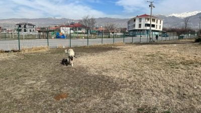  Sokak Hayvanları için besleme çalışmalarına düzenli olarak devam ediliyor.