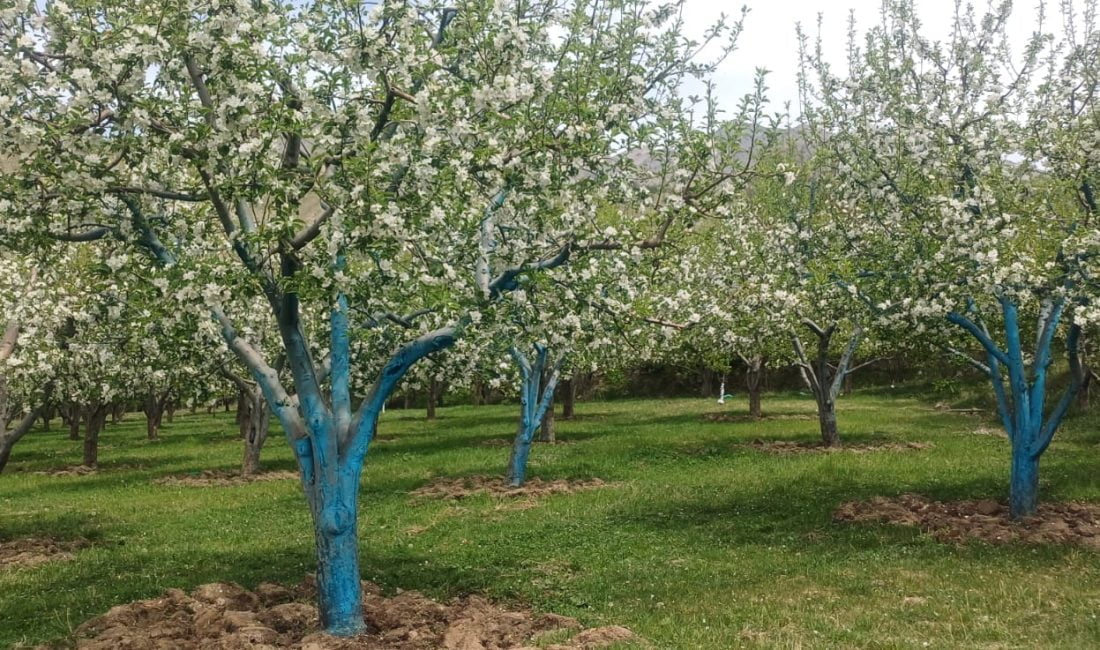 Erzincan’da Çiçek Açan Meyve Ağaçları Görsel Şölen Oluşturdu