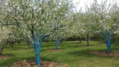 Erzincan’da nisan ayında çiçek açan elma, armut ve kiraz ağaçları