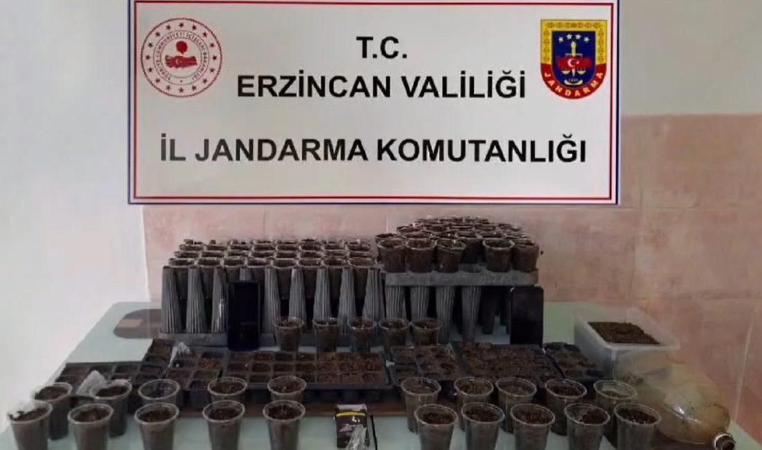 Çayırlı ’da Uyuşturucu Operasyonu 180 kök kenevir bitkisi, 7 gram kenevir tohumu ele geçirildi