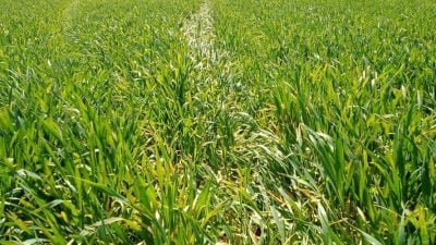 Erzincan’da son günlerde yoğun olarak görülen yağmurların ardından hububat ekili