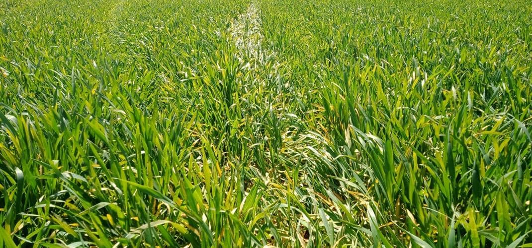 Erzincan’da son günlerde yoğun olarak görülen yağmurların ardından hububat ekili