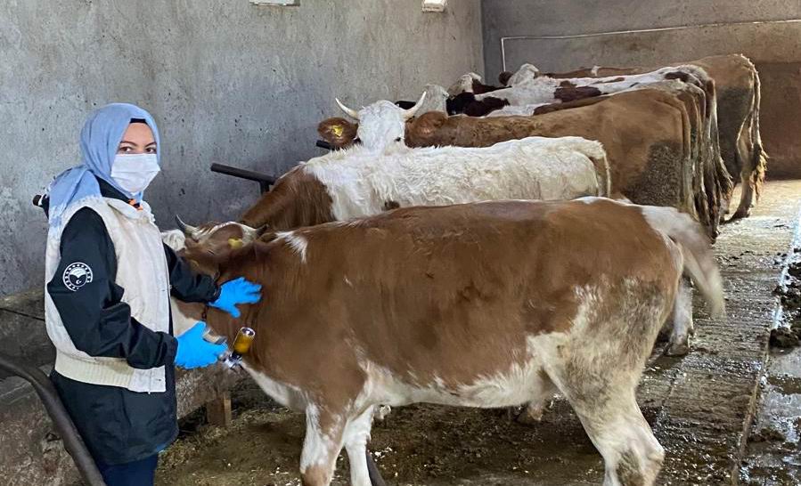 Veteriner hekimler hayvanların sağlığı için dağ taş demeden çalışmaya devam