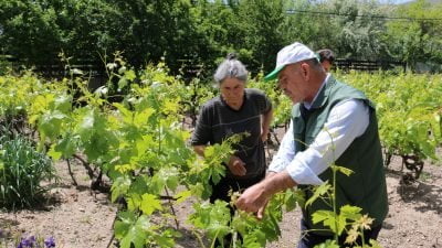 Bitkisel Üretim ve Bitki Sağlığı Şube Müdürlüğü ekipleri Kemah’ın Sürek