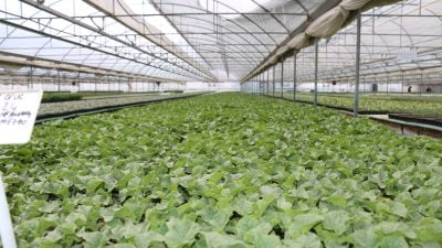 Mayıs ayında Erzincan’daki seralarda hareketlilik sürüyor. Erzincan’da sebze fidesi üreten