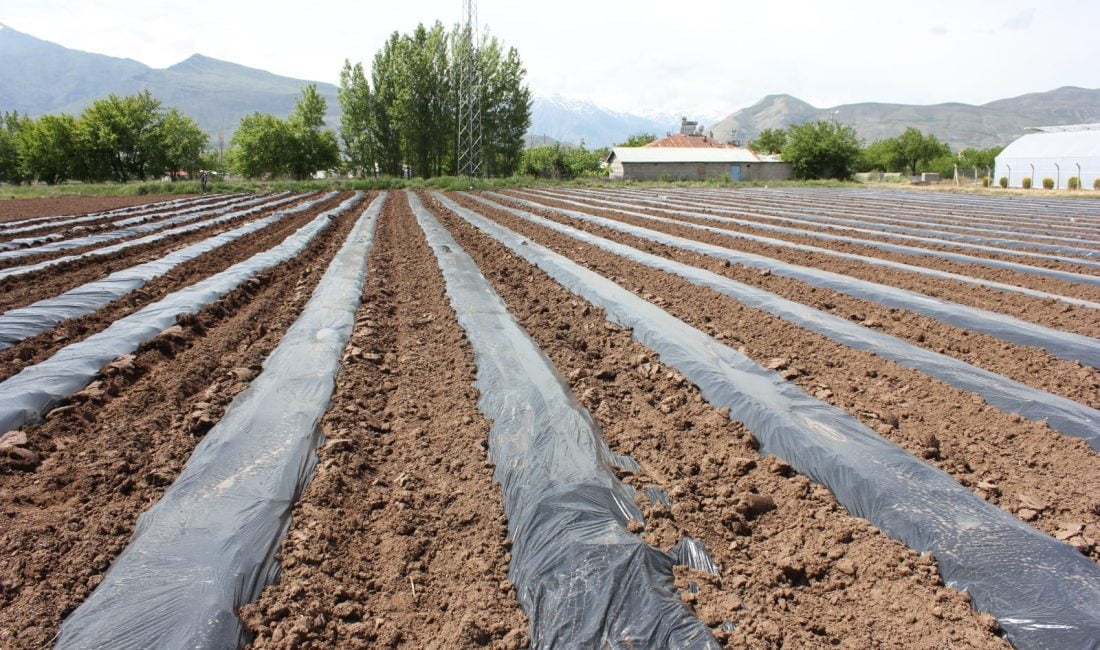 Erzincan’da her geçen yıl daha da büyüyen sebzecilik sektörü, gelişme