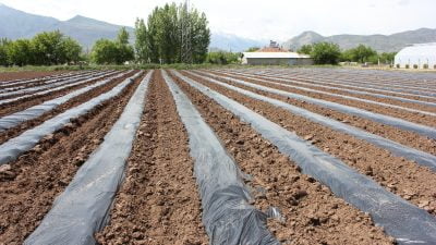 Erzincan’da her geçen yıl daha da büyüyen sebzecilik sektörü, gelişme