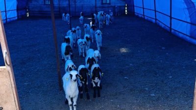 Küçükbaş hayvanlarda küpeleme ve aşılama çalışmalarını aralıksız sürdürüyor. 