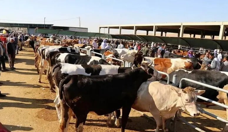 Erzincan Tarım ve Orman İl Müdürlüğü bayram öncesi kurbanlık hayvan