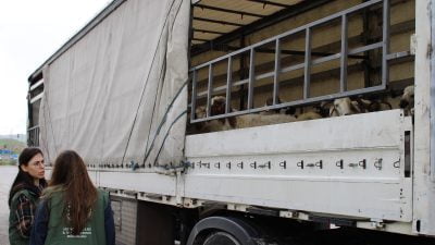 Kurban bayramının yaklaşmasıyla birlikte Doğu illerinden büyükşehirlere kurbanlık hayvan sevkiyatı