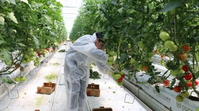 Erzincan'da, 40 dekarlık alanda kurulan ve bu yıl ilk defa