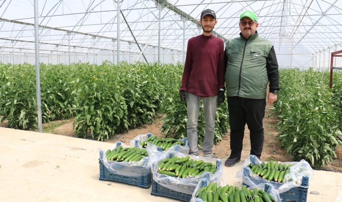 Erzincan Merkeze bağlı Yalınca köyünde seracılık ile uğraşan genç girişimci