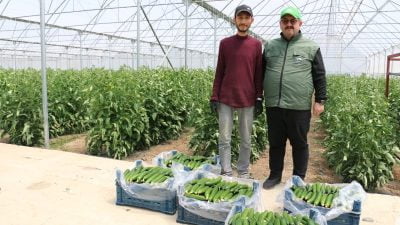 Erzincan Merkeze bağlı Yalınca köyünde seracılık ile uğraşan genç girişimci