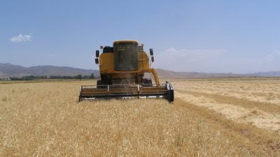 Hububatta yaşanan dane kaybının önenmesi için Erzincan’da da çalışmalar devam