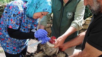 Aktif Kanatlı Sürvey Çalışması