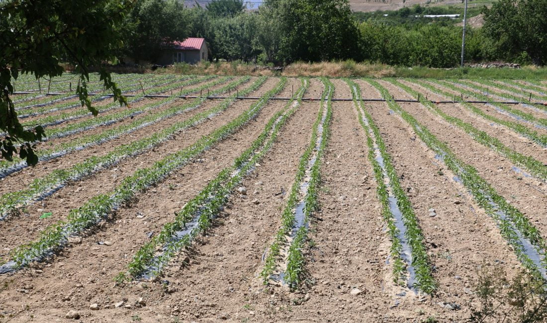 Erzincan genelinde üretimi giderek yaygınlaşan kapya, üreticiler tarafından benimsendi.