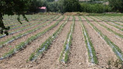 Erzincan genelinde üretimi giderek yaygınlaşan kapya, üreticiler tarafından benimsendi.