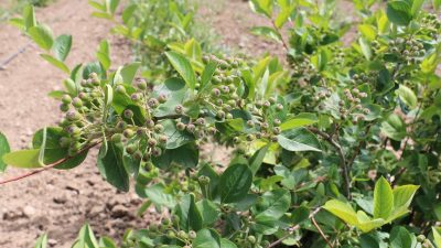 Son birkaç yıl içerisinde Erzincan ürün deseninde kendine yer bulan