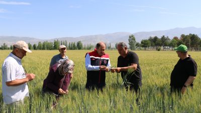 Erzincan’da tarla bitkileri içinde en çok ekiliş alanına sahip buğdayda