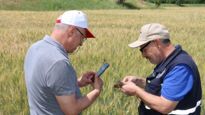 Erzincan’da hububat sahalarındaki incelemeleri devam ettiren ekipler sorunları canlı bağlantılarla