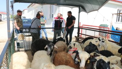 Kurban Bayramına sayılı günler kala Erzincan Hayvan Pazarında hareketlilik sürüyor.