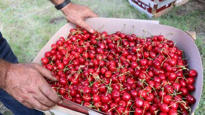 Erzincan'da meyve bahçelerinde hasat sevinci yaşanıyor