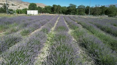Erzincan Belediyesi lavanta üretimi için çalışmalarına devam ediyor.
